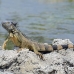 iguana_green_tf_gc_h_0165_cay1082.jpg